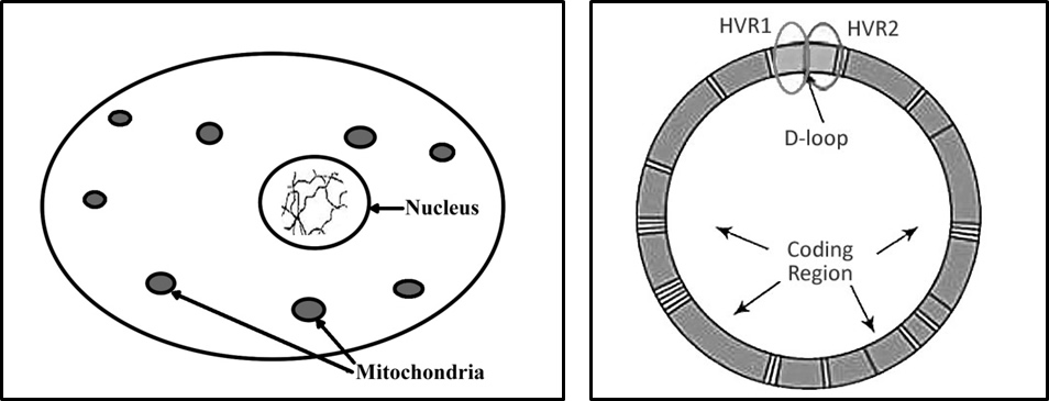 mitochondrial images